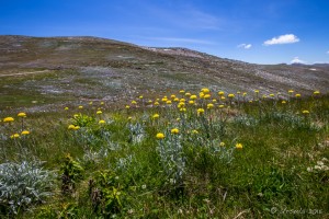 Billy Buttons (Craspedia), Old Summit Road, Kosciuszko National Park AU