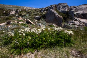 Mountain Celery (Aciphylla Glacialis), Kosciuszko National Park AU