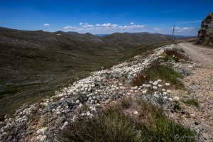 Chamomile Sunrays (Rhodanthe Anthemoides) beside the Roadway, Old Summit Road, Kosciuszko NP AU