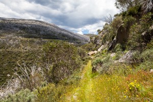 Overgrown Track, Guthega, AU