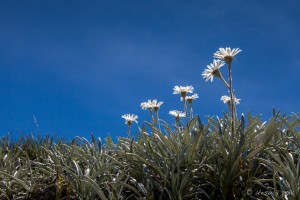 Silver Snow Daisies, Seaman's Hut, Kosciuszko National Park AU