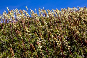 Candle Heath (Richea Continentis) Koscuiszko NP