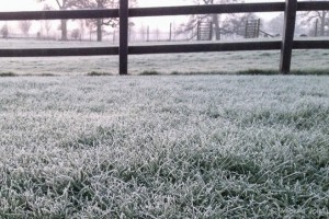 Frost on grass in an English field, Burghill, UK
