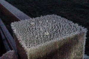 Frost on a fence post, Burghill UK