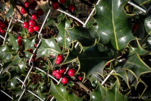 Red holly berries and green leaves through a mesh fence, Hereford UK