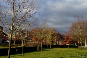 The morning sun on winter trees and grass, Burghill UK