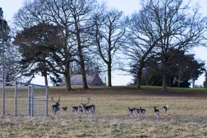 Deer Park at St. Mary's, Burghill UK