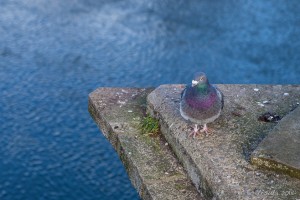 Pigeon, Victoria Footbridge, Hereford UK