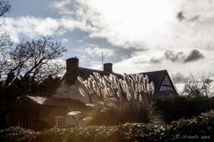 Pampas Grass, Hereford UK