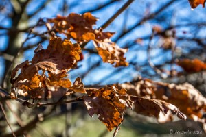 Dried oak leaves, Hospital Farm Burghill, Uk