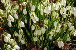 Snowdrops, Hereford UK