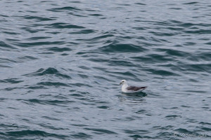 Northern Fulmar (Fulmars glacialis), Greenland Sea, Iceland