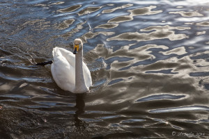 Whooper Swan - Cygnus cygnus - on Lake Tjörnin, Reykjavik
