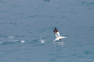 Northern Gannet (Morus bassanus), Greenland Sea, Iceland