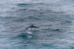 Great Cormorant (Phalacrocorax Carbo), Greenland Sea, Iceland