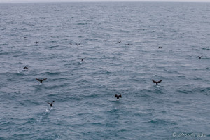 Great Cormorant (Phalacrocorax Carbo), Greenland Sea, Iceland