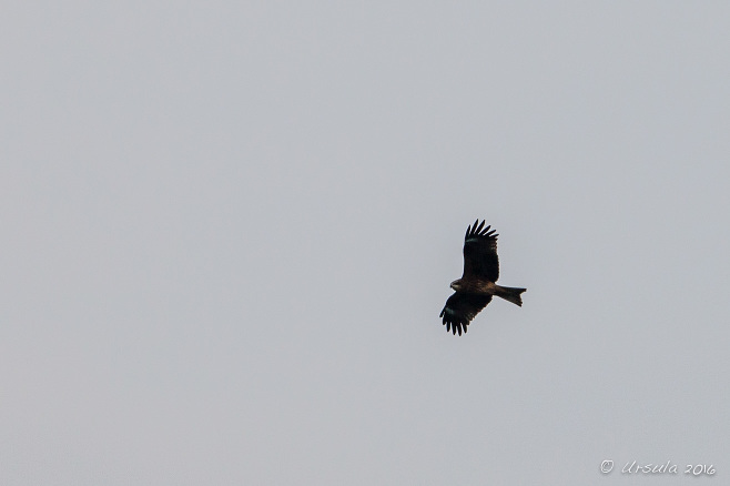Sea Eagle against a grey sky, Bai Tu Long Bay, Vietnam