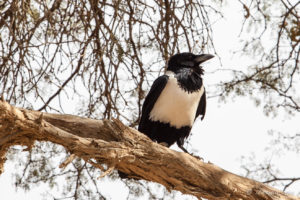Pied Crow (Corvus Albus)