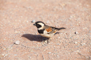 Cape Sparrow (Passer Melanurus), Namib-Naukluft Park Namibia