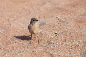 Tractrac Chat (Cercomela Tractrac), Namib-Naukluft Park Namibia