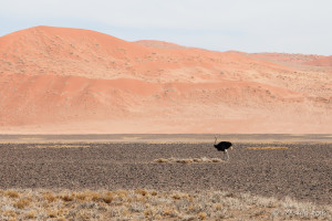 Ostrich, Namib-Naukluft Park, Namibia