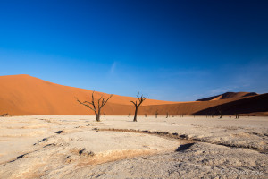 Blackened dead trees on white clay pan, Deadvlei, Namibia