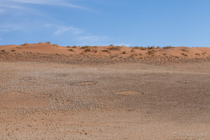 Fairy circles in the arid grasslands of the Namib desert, Namibia