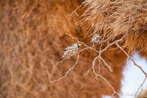 Social Weavers (Philetairus Socius), Sessrium Gates, Namibia