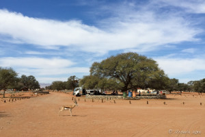 Springbock, Sessrium Gates Campsite, Namibia