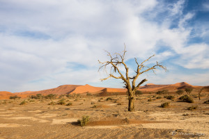 Dead Tree and Scrub, Namib-Naukluft Park, Namibia