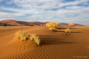 Small shrubs on waves of sand, Namib-Naukluft Park, Namibia