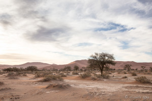 Camel Thorn Trees in the Namib Desert Dunes, Namibia