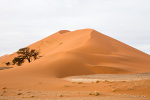 camel thorn trees (vachellia erioloba) on Dune 40, Namib-Naukluft Park, Namibia