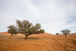 Camel thorn tree on the dunes, , Namib-Naukluft Park, Namibia