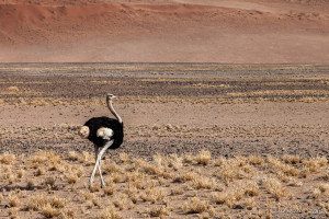 Ostrich (Struthio Camelus), Namib-Naukluft Park, Namibia