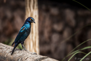 Cape Glossy Starling (Lamprotornis Nitens), Solitaire, Namibia
