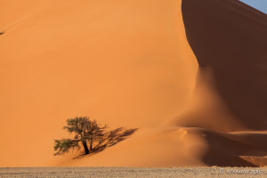 camel thorn trees (vachellia erioloba) on Dune 40, Namib-Naukluft Park, Namibia