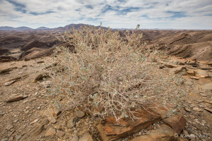 Dry Bush at the top of Carp Cliff, Namib-Naukluft National Park
