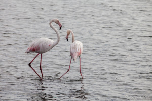 Flamingos on Walvis Bay, Namibia