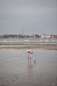 Flamingo and Skyline on Walvis Bay, Namibia