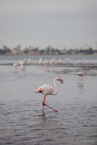 Flamingo and Skyline on Walvis Bay, Namibia