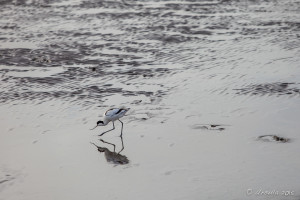 Pied Avocet on Walvis Bay, Namibia