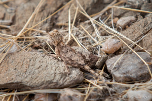 Ground Agama (Agama aculeate), Carp Cliff, Namibia