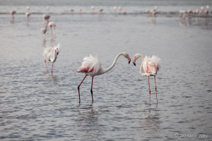 Flamingos on Walvis Bay, Namibia