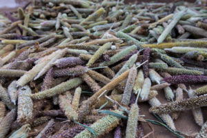 A pile of colourful millet, Thar Desert village, India