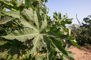 Green-leafed plant, Thar Desert village, India