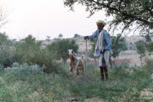 Old Rajasthani man with a goat, Khiyasariya village, India