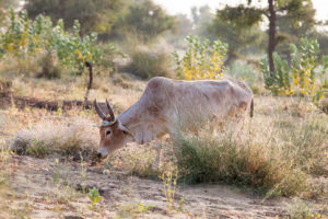 Cow, Khiyasariya village, India