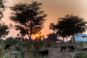 Sunset over goats on the deseert, Khiyasariya village, India