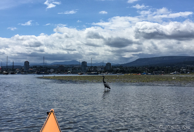 Great Blue Heron, Newcastle Island, BC Canada